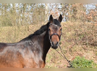 Holsteiner, Stute, 7 Jahre, 175 cm, Dunkelbrauner
