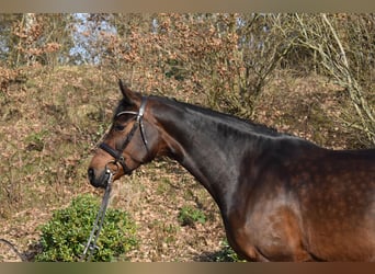 Holsteiner, Stute, 7 Jahre, 175 cm, Dunkelbrauner