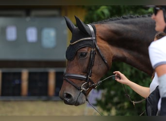 Holsteiner, Stute, 7 Jahre, 175 cm, Dunkelbrauner