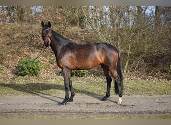 Holsteiner, Stute, 7 Jahre, 175 cm, Dunkelbrauner