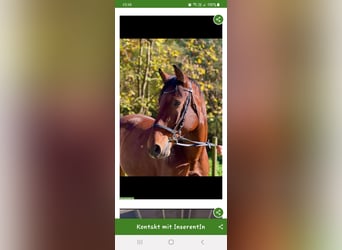 Holsteiner, Stute, 7 Jahre, Brauner