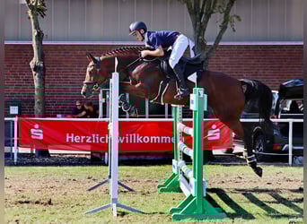 Holsteiner, Stute, 7 Jahre, Brauner