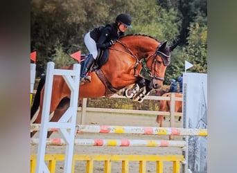 Holsteiner, Stute, 7 Jahre, Brauner