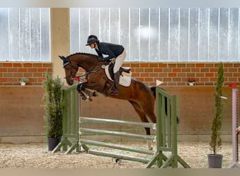 Holsteiner, Stute, 8 Jahre, 160 cm, Dunkelbrauner