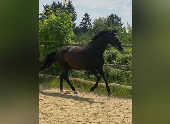 Holsteiner, Stute, 8 Jahre, 163 cm, Rappe