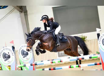 Holsteiner, Stute, 8 Jahre, 163 cm, Rotbrauner