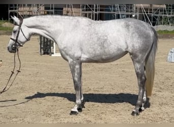 Holsteiner, Stute, 8 Jahre, 163 cm, Schimmel