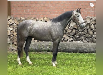 Holsteiner, Stute, 8 Jahre, 163 cm, Schimmel