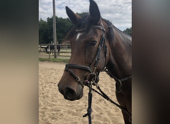 Holsteiner, Stute, 8 Jahre, 165 cm, Brauner
