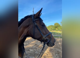 Holsteiner, Stute, 8 Jahre, 165 cm, Brauner