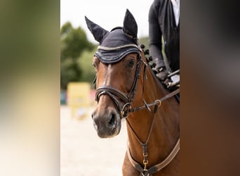 Holsteiner, Stute, 8 Jahre, 165 cm, Brauner