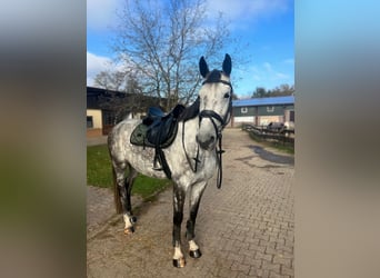 Holsteiner, Stute, 8 Jahre, 165 cm, Schimmel