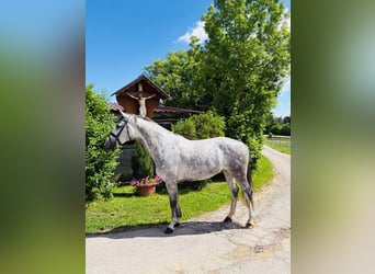 Holsteiner, Stute, 8 Jahre, 165 cm, Schimmel