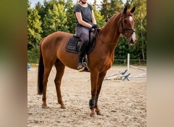 Holsteiner, Stute, 8 Jahre, 166 cm, Fuchs