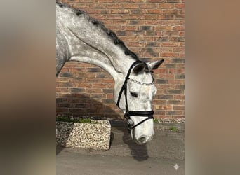 Holsteiner, Stute, 8 Jahre, 167 cm, Apfelschimmel