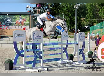 Holsteiner, Stute, 8 Jahre, 167 cm, Apfelschimmel