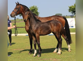 Holsteiner, Stute, 8 Jahre, 167 cm, Brauner