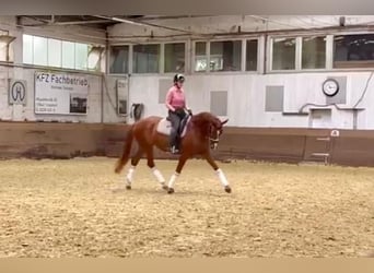 Holsteiner, Stute, 8 Jahre, 167 cm, Fuchs