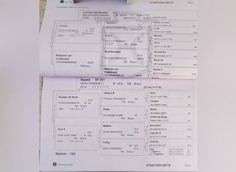 Holsteiner, Stute, 8 Jahre, 167 cm, Schimmel