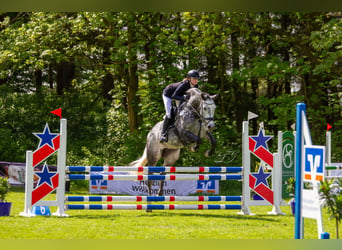 Holsteiner, Stute, 8 Jahre, 167 cm, Schimmel