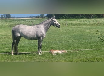 Holsteiner, Stute, 8 Jahre, 167 cm, Schimmel