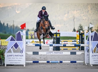 Holsteiner, Stute, 8 Jahre, 168 cm, Brauner
