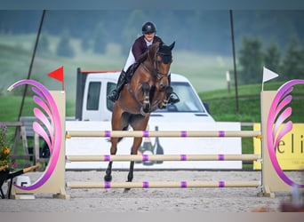 Holsteiner, Stute, 8 Jahre, 168 cm, Brauner
