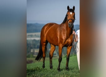 Holsteiner, Stute, 8 Jahre, 168 cm, Brauner