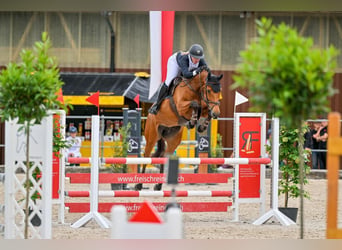 Holsteiner, Stute, 8 Jahre, 168 cm, Brauner