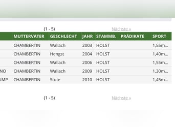 Holsteiner, Stute, 8 Jahre, 168 cm, Brauner