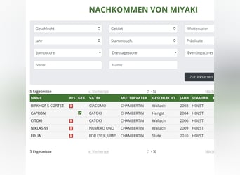 Holsteiner, Stute, 8 Jahre, 168 cm, Brauner