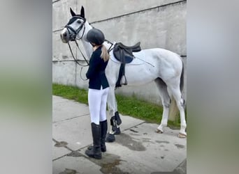 Holsteiner, Stute, 8 Jahre, 168 cm, Schimmel