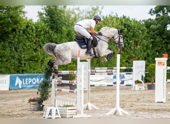 Holsteiner, Stute, 8 Jahre, 168 cm, Schimmel