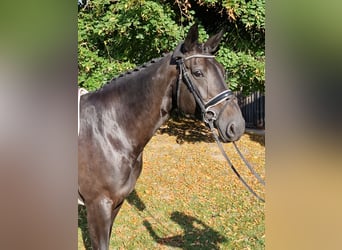 Holsteiner, Stute, 8 Jahre, 168 cm, Schwarzbrauner