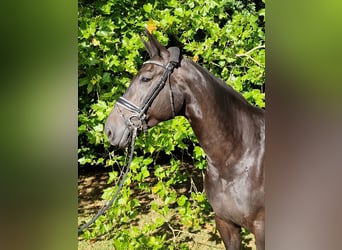 Holsteiner, Stute, 8 Jahre, 168 cm, Schwarzbrauner