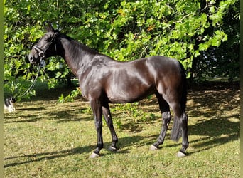 Holsteiner, Stute, 8 Jahre, 168 cm, Schwarzbrauner