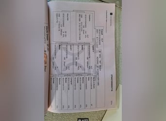 Holsteiner, Stute, 8 Jahre, 168 cm