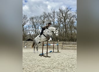 Holsteiner, Stute, 8 Jahre, 169 cm, Schimmel