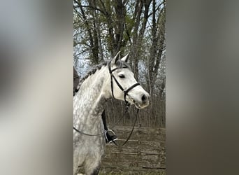 Holsteiner, Stute, 8 Jahre, 169 cm, Schimmel
