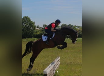 Holsteiner, Stute, 8 Jahre, 170 cm, Brauner