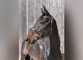 Holsteiner, Stute, 8 Jahre, 170 cm