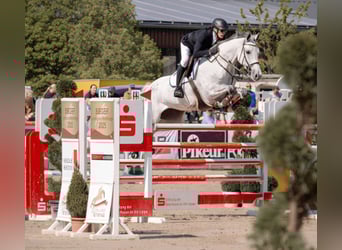 Holsteiner, Stute, 8 Jahre, 170 cm, Schimmel