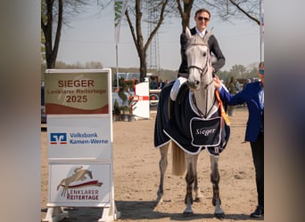 Holsteiner, Stute, 8 Jahre, 170 cm, Schimmel