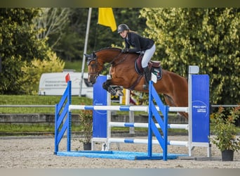 Holsteiner, Stute, 8 Jahre, 170 cm