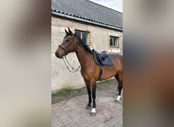 Holsteiner, Stute, 8 Jahre, 173 cm, Brauner