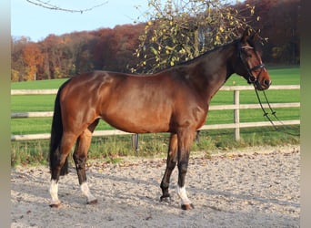 Holsteiner, Stute, 8 Jahre, 173 cm, Brauner