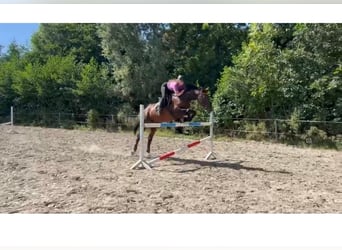 Holsteiner, Stute, 8 Jahre, 173 cm, Brauner