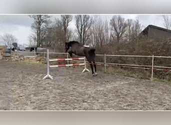 Holsteiner, Stute, 8 Jahre, 173 cm, Brauner