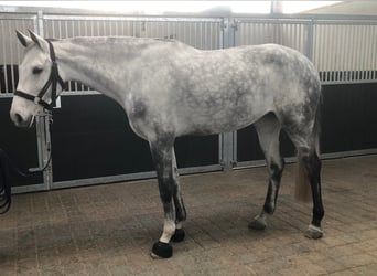Holsteiner, Stute, 8 Jahre, 173 cm, Schimmel