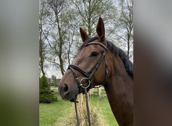 Holsteiner, Stute, 8 Jahre, 175 cm, Dunkelfuchs